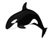 killer whale illustration