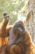 Chimpanse in zoo