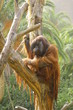 Gorilla in zoo