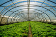 Greenhouse for the cultivation of salad