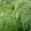 Ferns picture