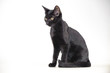 Schwarze Katze