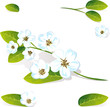 spring flower vector