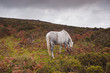 A horse in the heathland of Dartmoor.