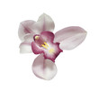 Pink orchid