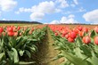 Tulpenfeld rot