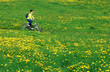 Walk in dandelions