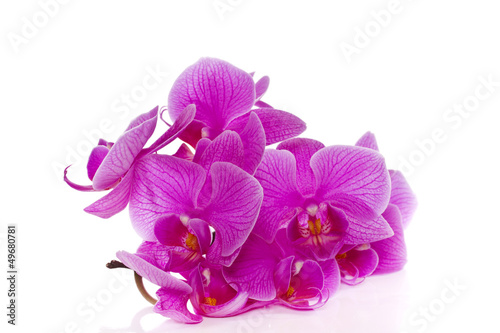 Photo: Phalaenopsis flowers Phalaenopsis flowers