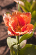 A Tulip Hamilton flower