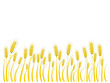 Wheat background with place for text