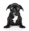 Sad puppy of French bulldog