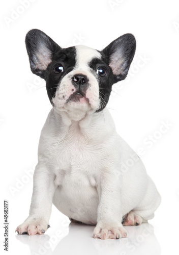 Photo: French bulldog puppy French bulldog puppy