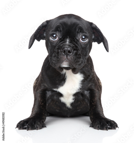 Photo: Sad puppy of French bulldog Sad puppy of French bulldog