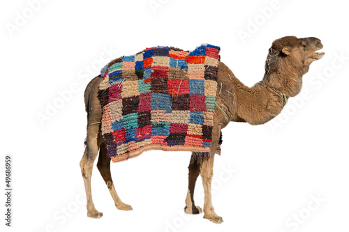 Photo: Camel on white Camel on white