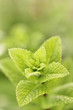 Zitronenmelisse Bokeh