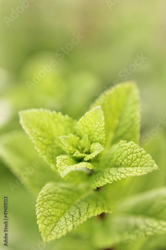 Photo: Zitronenmelisse Bokeh Zitronenmelisse Bokeh
