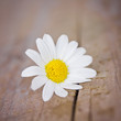 Foto: Gänseblümchen Gänseblümchen