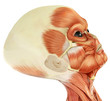 alien musculatory sytem close up