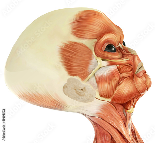 Illustration: alien musculatory sytem close up alien musculatory sytem close up