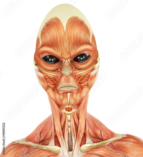 Illustration: alien musculatory sytem id portraid alien musculatory sytem id portraid