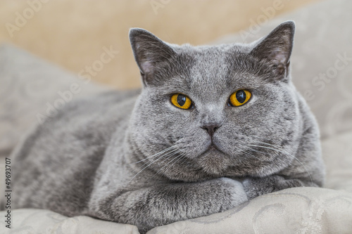 Photo: Graue Katze liegend - British Kurzhaar Graue Katze liegend - British Kurzhaar