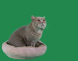 Cat in the Catnap Cutout