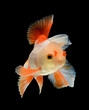 fancy goldfish isolated on black background