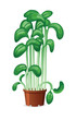 Watercress in a pot