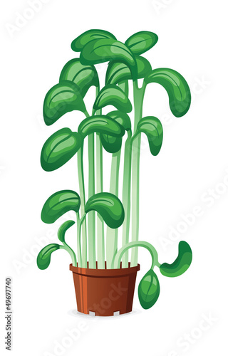 Vector: Watercress in a pot Watercress in a pot