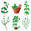 Herbs and mortar set