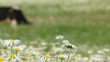 Cow grassing in a field