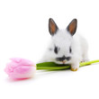 small rabbit  with flower
