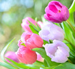 Photo: Tulpen, ganz nah Tulpen, ganz nah
