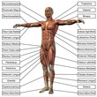 3D male or human anatomy, man with muscles