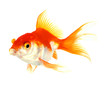 Gold fish. Isolation on the white