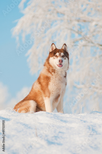 Photo: siberian husky dog portrait siberian husky dog portrait