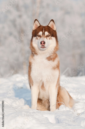 Photo: siberian husky dog winter portrait siberian husky dog winter portrait