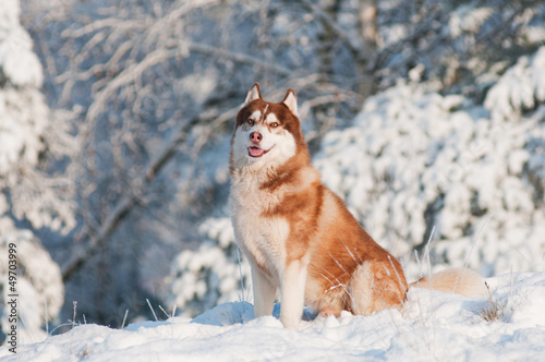 Photo: brown siberian husky portrait outdoors brown siberian husky portrait outdoors