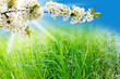 Frühlingswiese und Kirschblüten