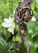 Royal Python creeping on branch
