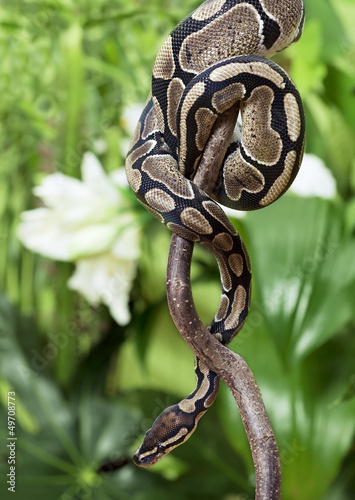 Photo: Royal Python creeping on branch Royal Python creeping on branch