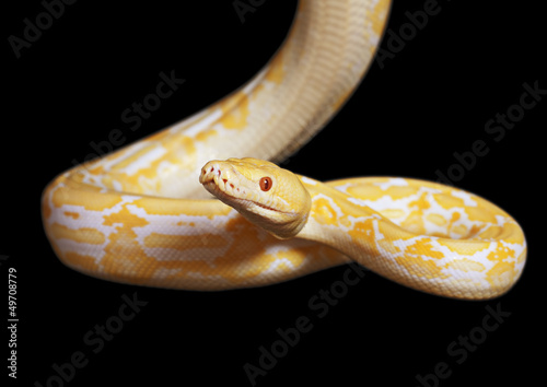 Photo: Tiger Albino Python Tiger Albino Python