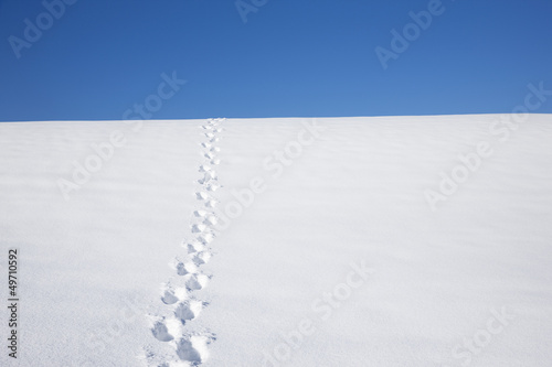 Photo: Spuren im Schnee Spuren im Schnee