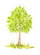 Watercolor Tree, Hand Drawn and Painted, Isolated on White