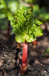 Foto: Rhabarber-Steckling Rhabarber-Steckling