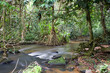 Inside the african rainforest I