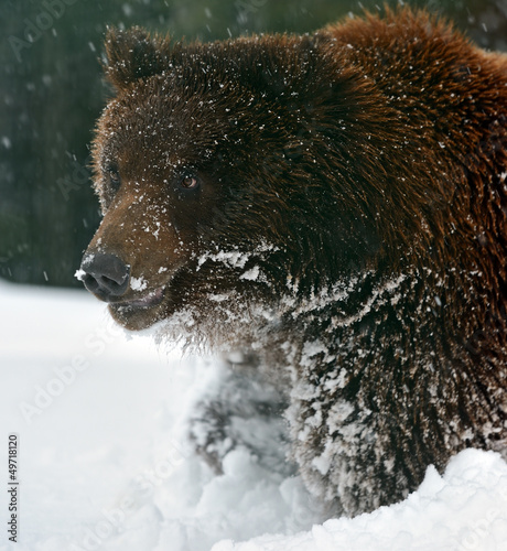 Photo: Brown bear Brown bear