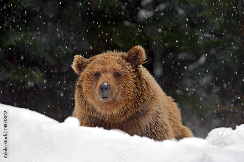 Photo: Brown bear Brown bear