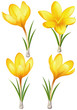 Set of yellow crocuses