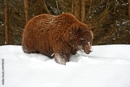 Photo: Brown bear Brown bear